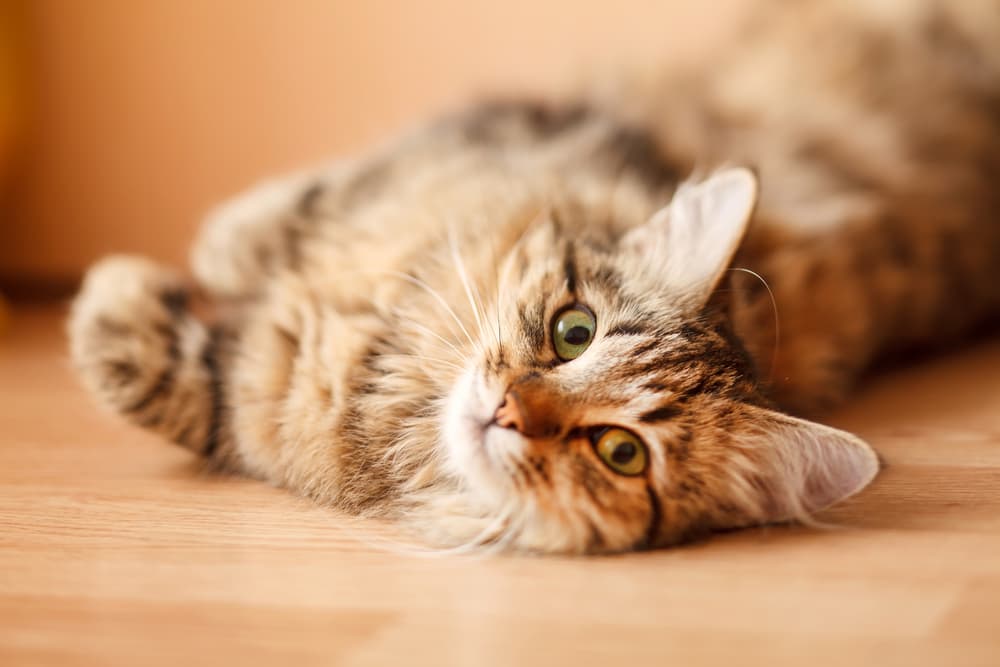 Cute cat in house
