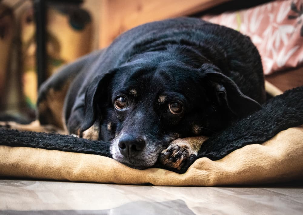 Lethargic dog