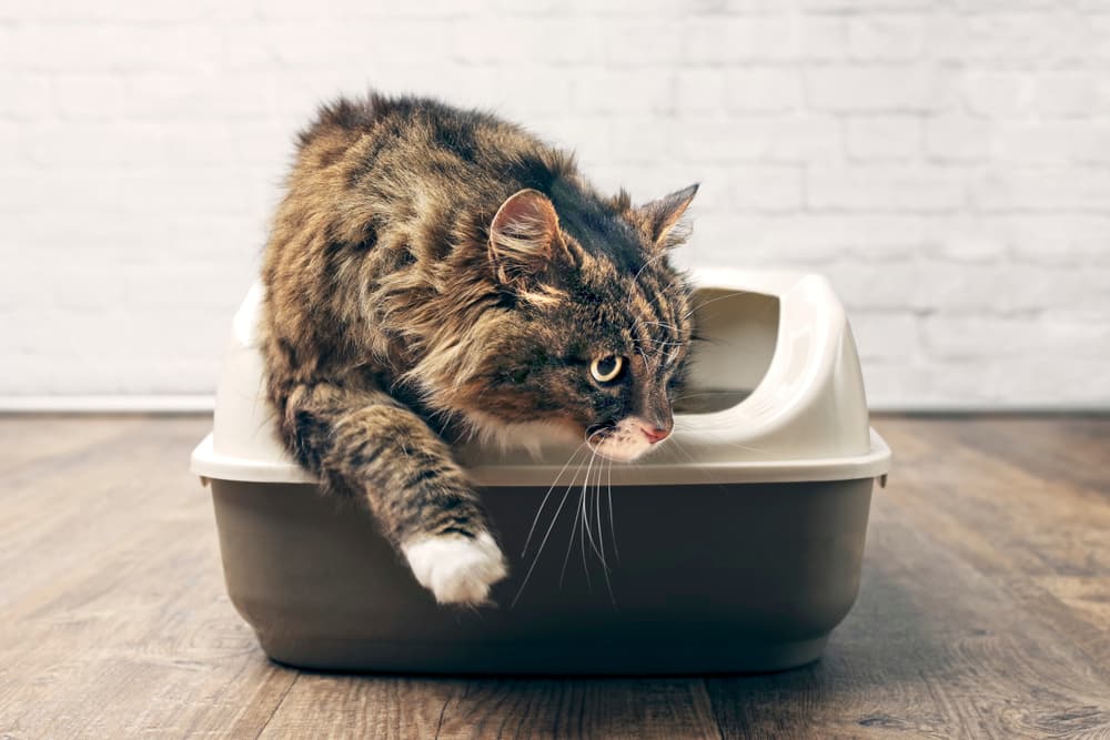 Cat using litter box