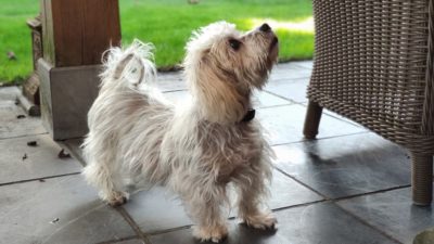 Dog Cushing’s Disease Treatment Plan: Steps and What to Expect