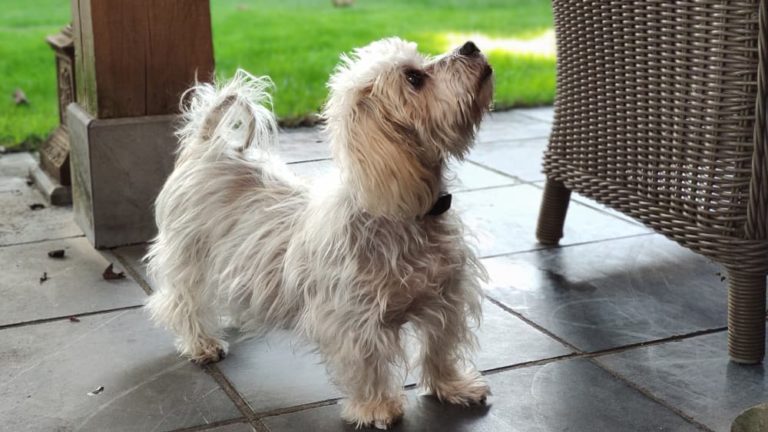 Dog with Cushing's disease outside