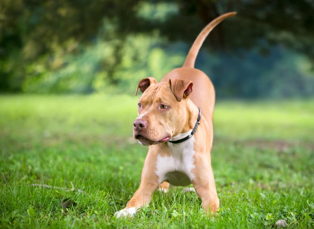 Pit Bull playing in yard