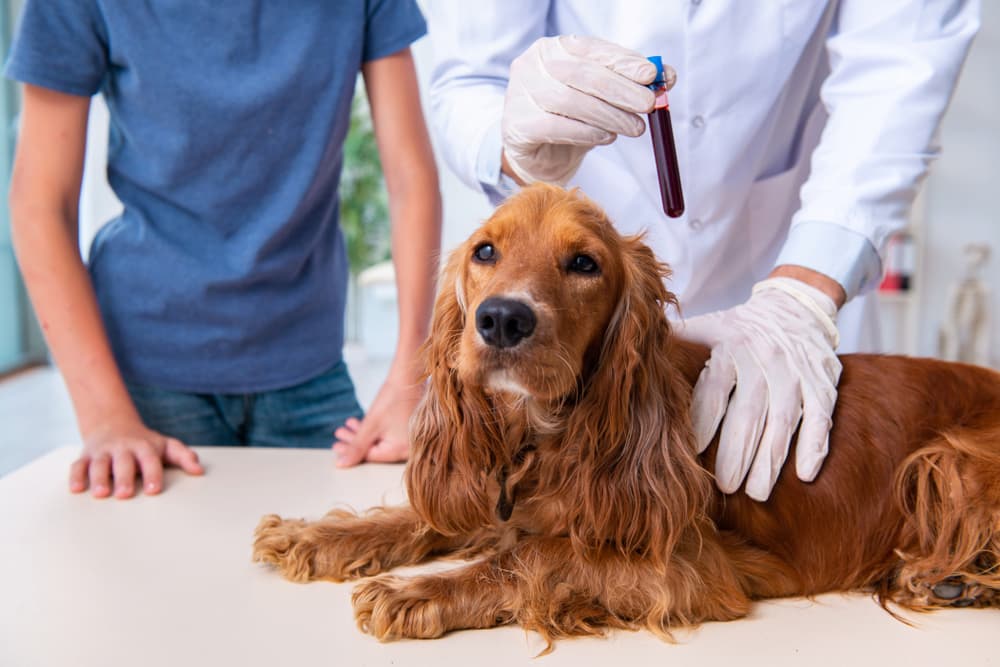 Veterinarian takes blood from a dog