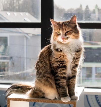Conjunctivitis in Cats: Causes, Symptoms, Treatments