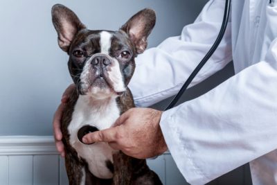 Where Is a Dog’s Heart? Understanding Canine Heart Anatomy Where Is a Dog’s Heart? Understanding Canine Heart Anatomy