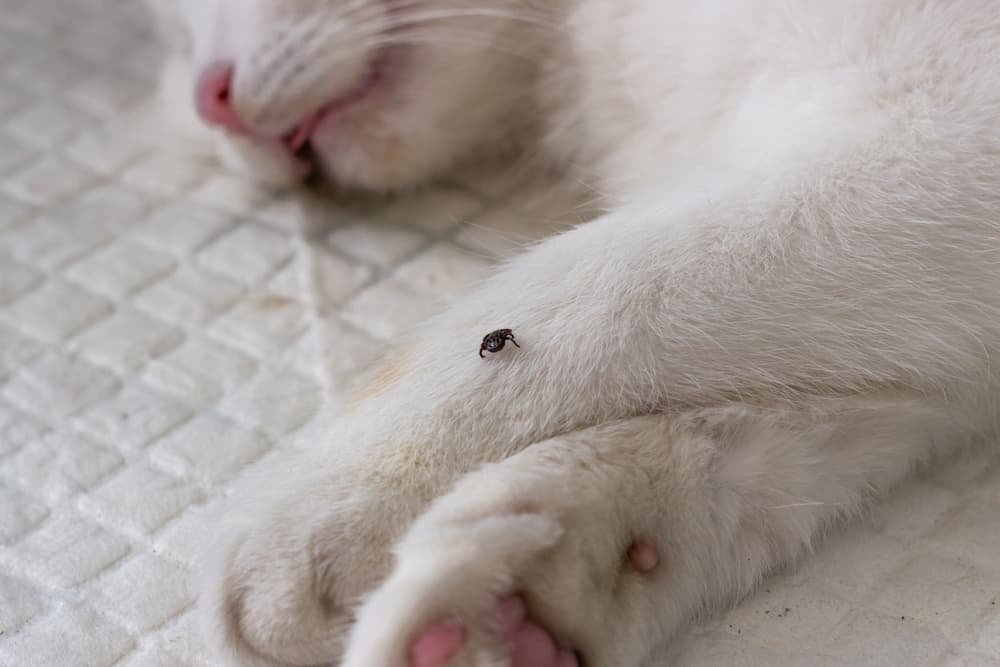tick on cat's leg