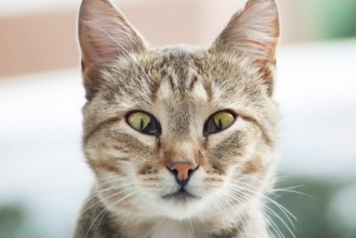 Haws Syndrome in Cats