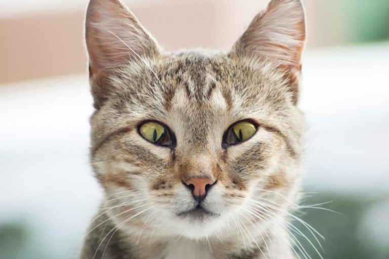 Cat with Haws syndrome