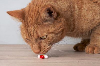 Gabapentin for Cats