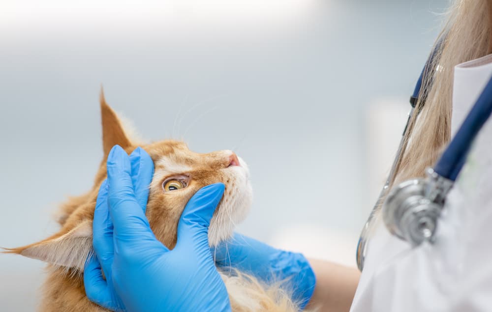 Vet checking cat eyes