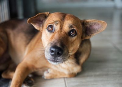 Why Does My Dog Look Worried?