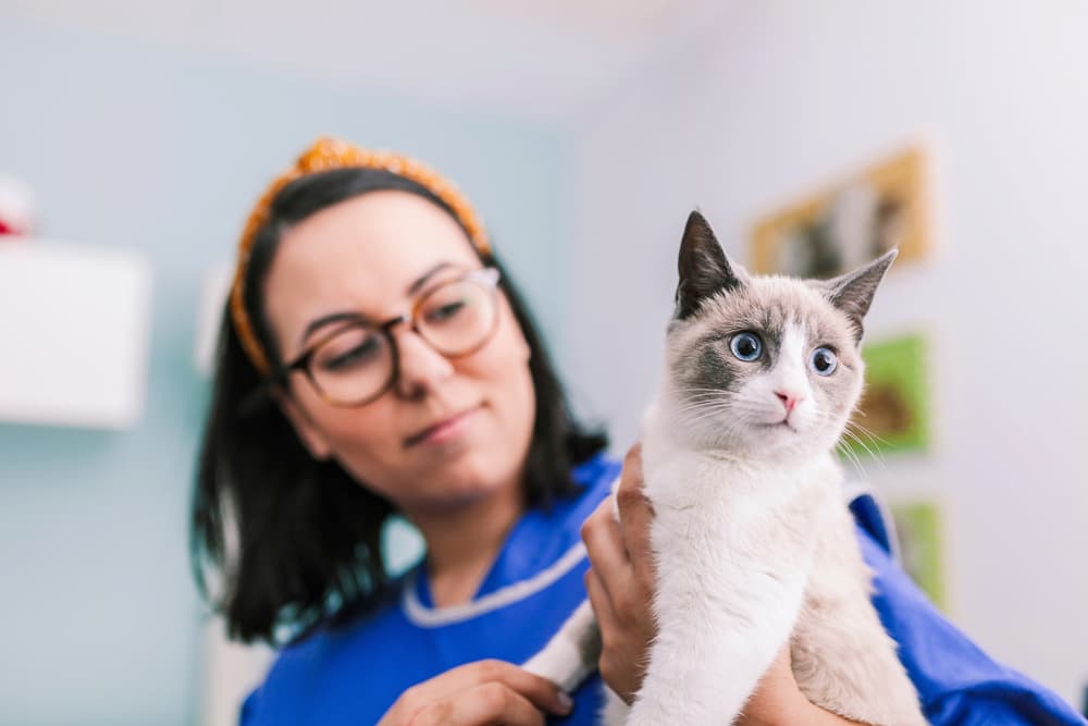Vet with a cat in the X-ray room