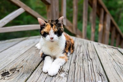 Stomach Cancer in Cats