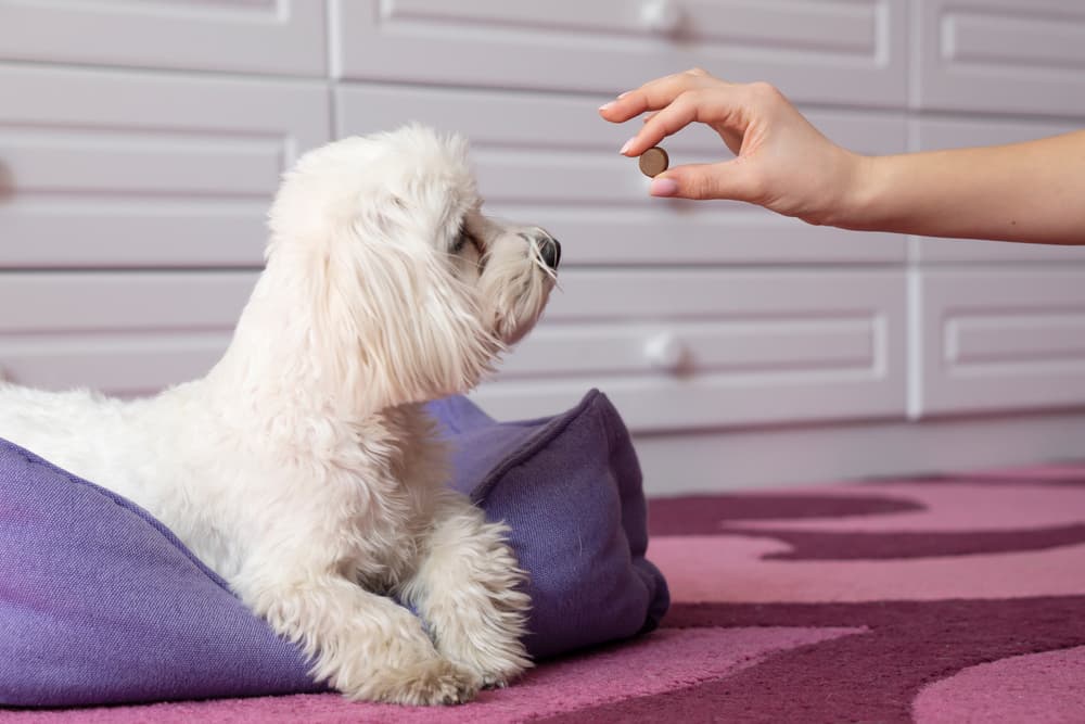 Giving dog tick preventive