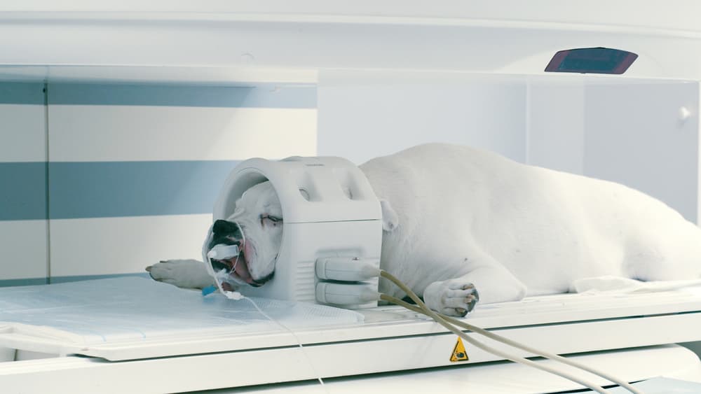 dog sedated for MRI