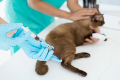 Fructosamine Test for Cats: What to Expect