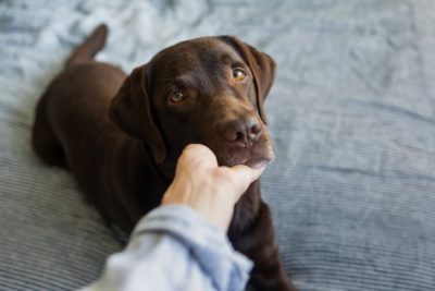 Lymphoma in Dogs: Signs and Treatment Options