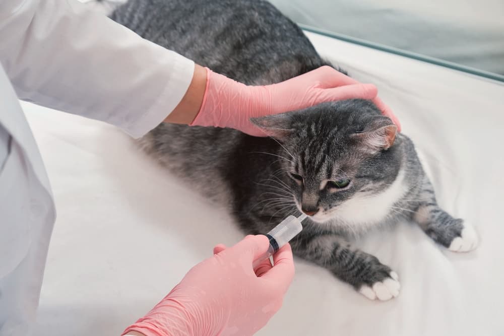Cat takes liquid medicine
