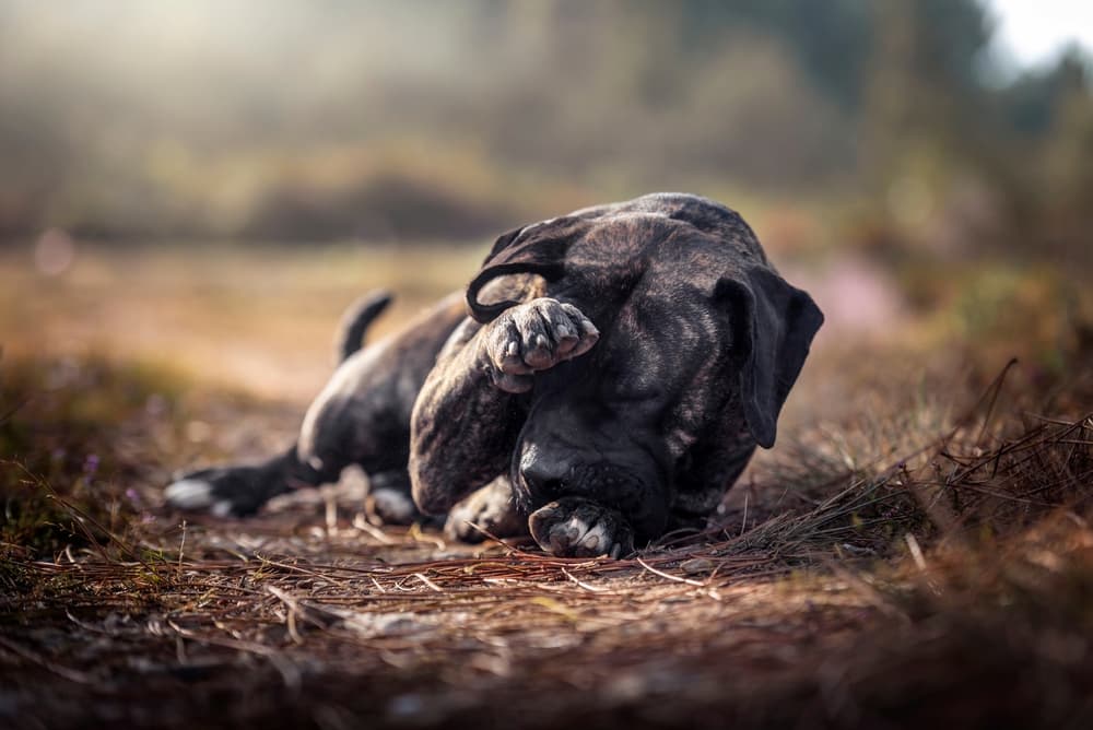 Dog pawing at itchy eyes
