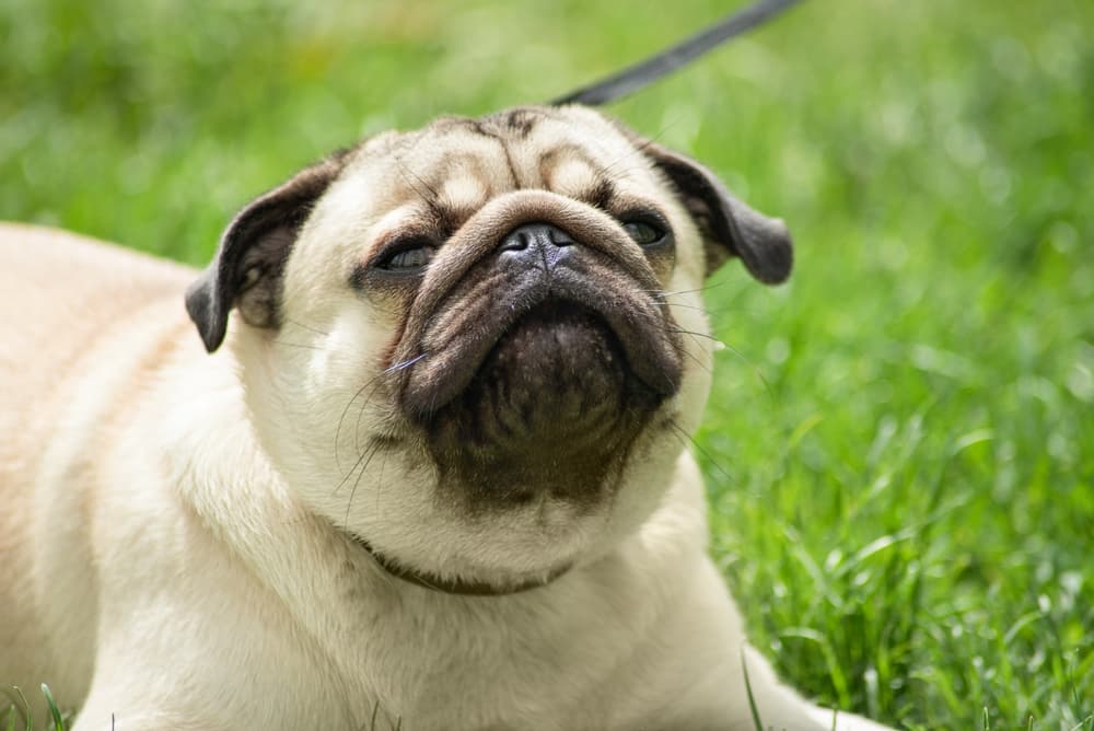 Pug sneezing outside