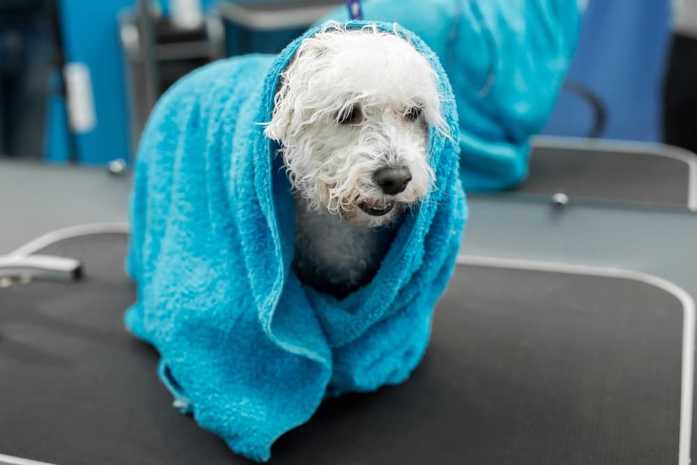 White dog wrapping in blanket shivering