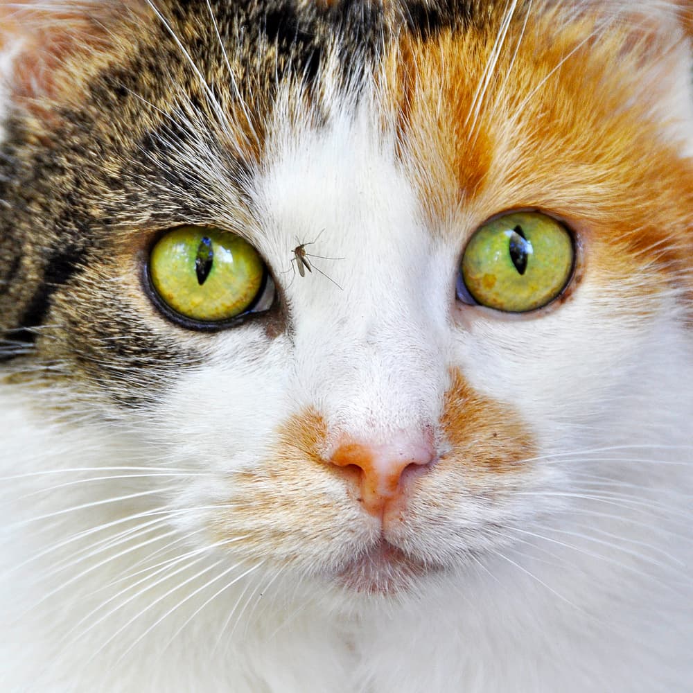 Closeup of a cat with a mosquito on its face