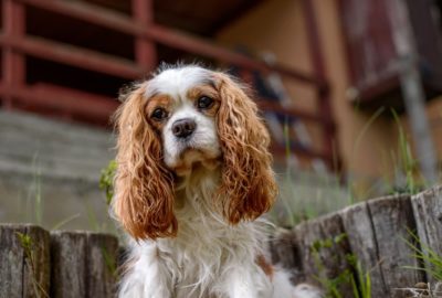 Dry Eye in Dogs: Causes, Symptoms, Treatments