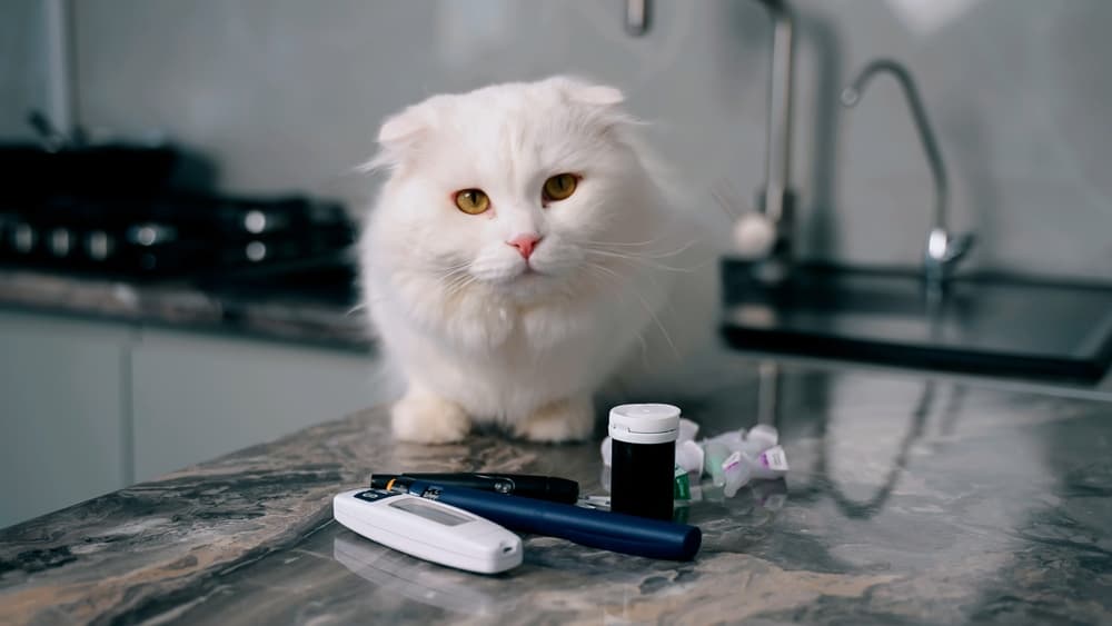 Cat with diabetes supplies