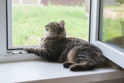12 Heartworm Symptoms in Cats You Shouldn’t Ignore