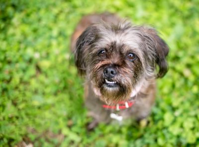 Dog Teeth Chattering: Causes and What It Means