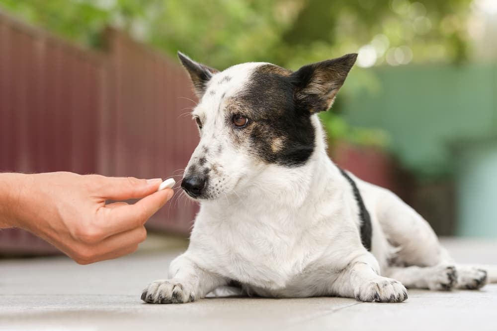 Pet parent giving a dog medication