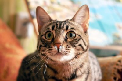 Can Cats Get Kennel Cough?