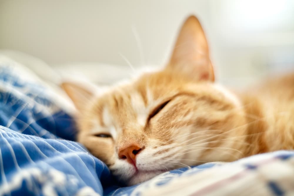 Sick cat lying in bed