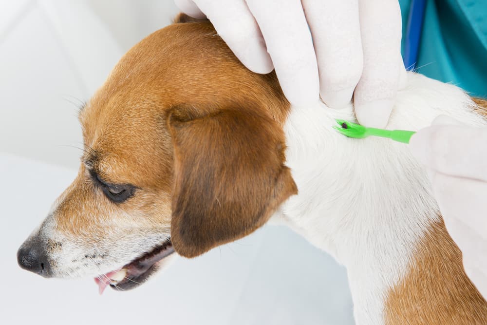 Using tick removal tool on dog