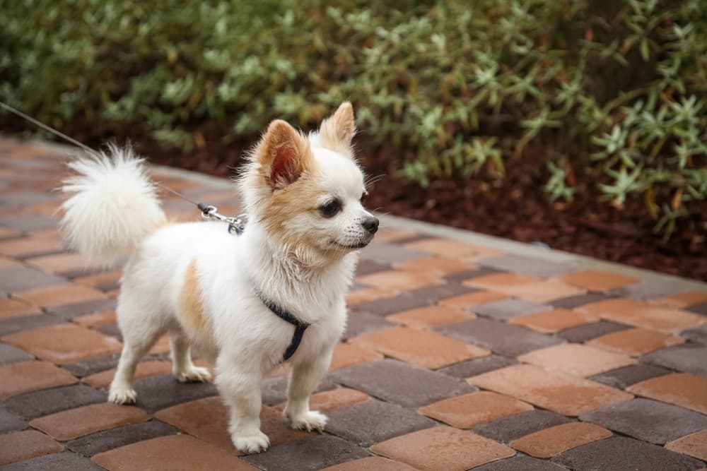 Chihuahua with leash on walkway outdoors