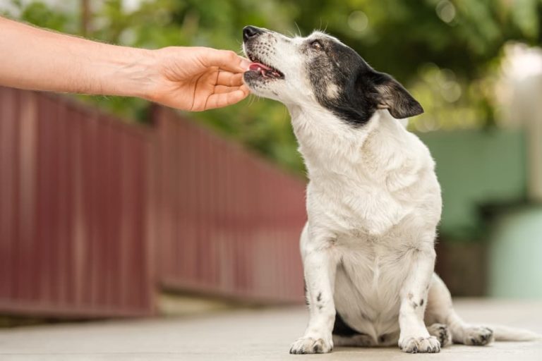 Dog eating herbal supplement