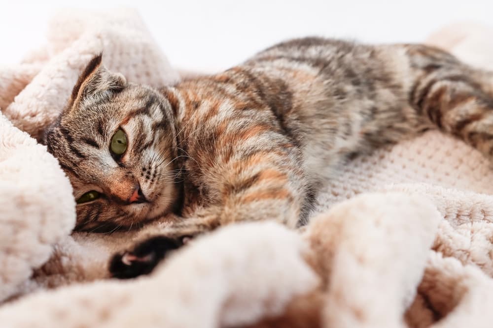 Cat feeling sick on bed