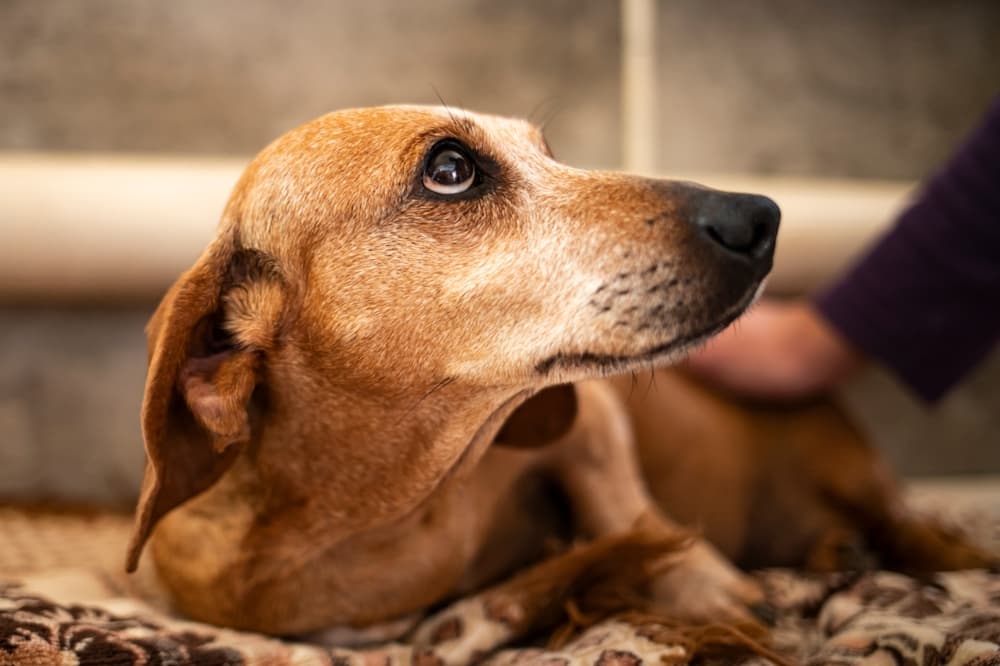 Sick Dachshund looking up