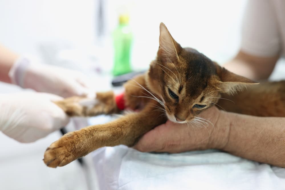 Cat getting blood work