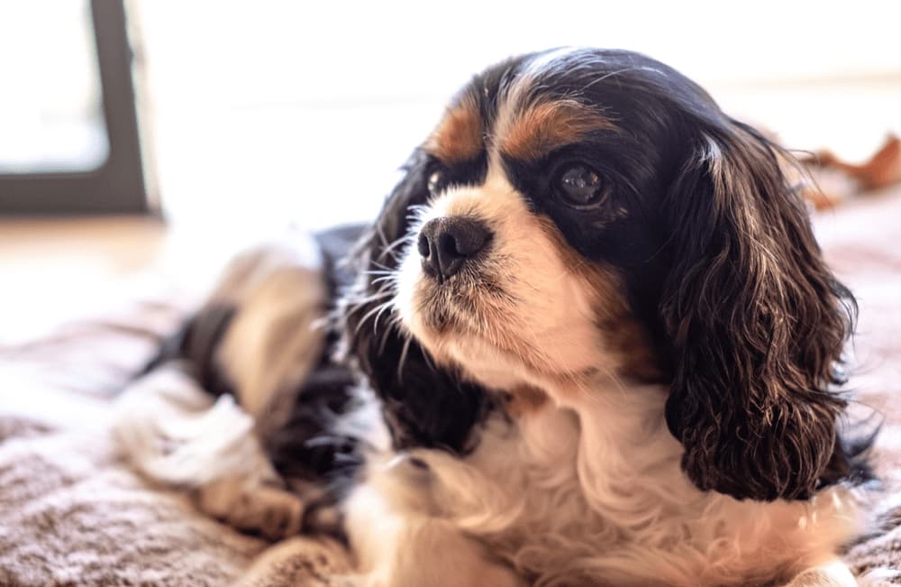 Spaniel lying on bed
