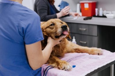 Hepatitis in Dogs