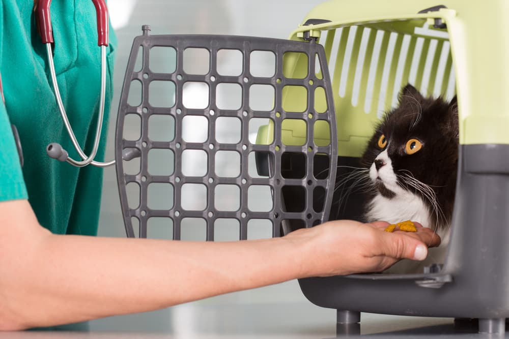 anxious cat at vet