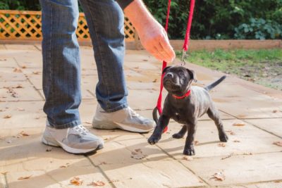 8 Dog Training Mistakes to Avoid Making 8 Dog Training Mistakes to Avoid Making