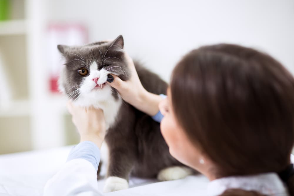Vet checking cat's teeth
