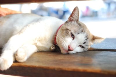 How Robotic Technology Is Revolutionizing Cancer Treatment for Pets
