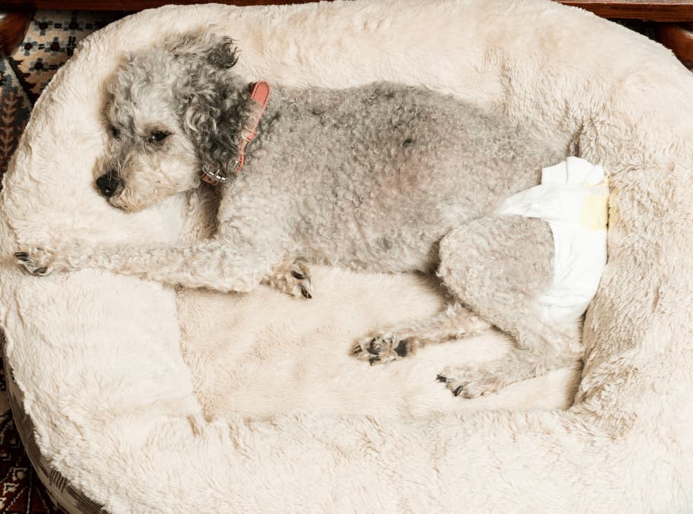 Old dog wearing a diaper
