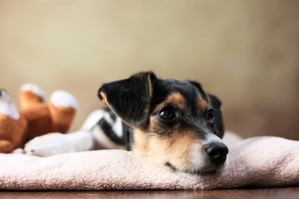 Dog resting quietly on a blanket