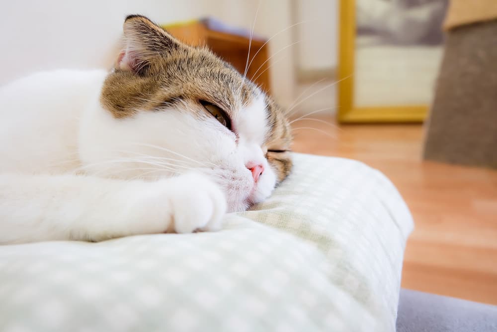 Lethargic cat