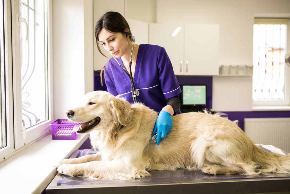 Vet checking Golden Retriever
