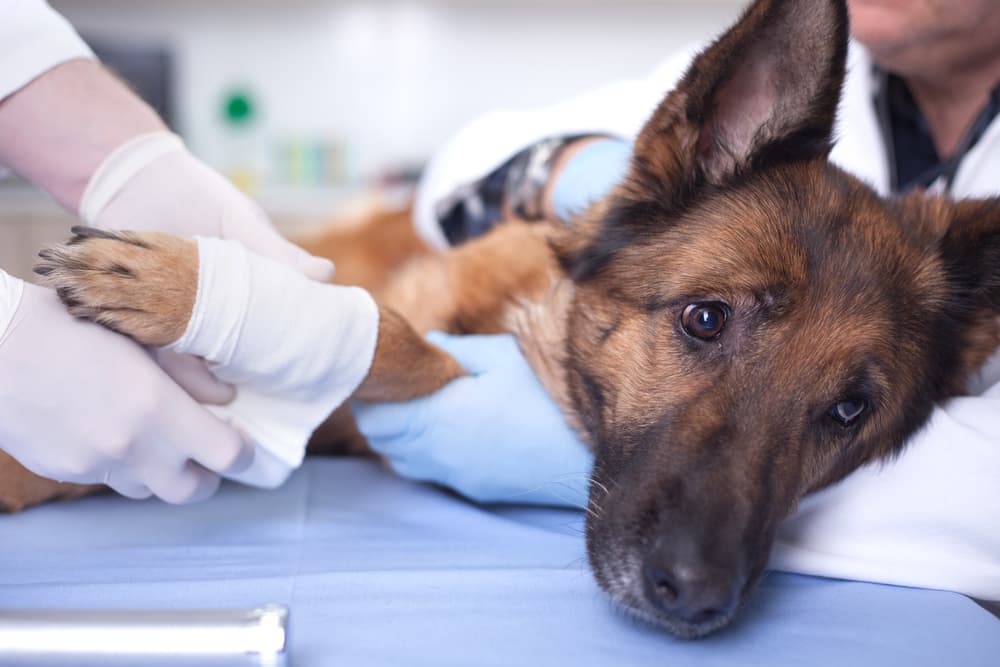 Dog being treated at vet clinic